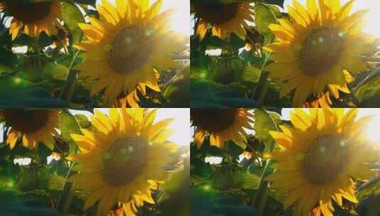 向日葵花朵阳光植物花朵绽放高清在线视频素材下载