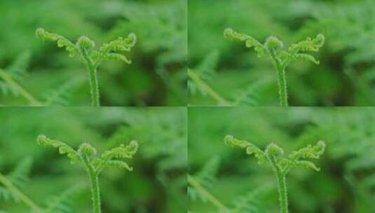 绿色植物蕨类植被高清在线视频素材下载