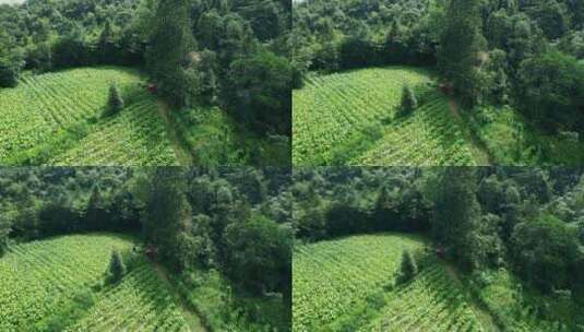 乡村烟草种植高清在线视频素材下载