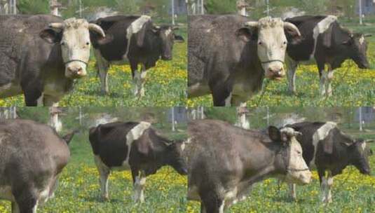 村庄里的奶牛高清在线视频素材下载