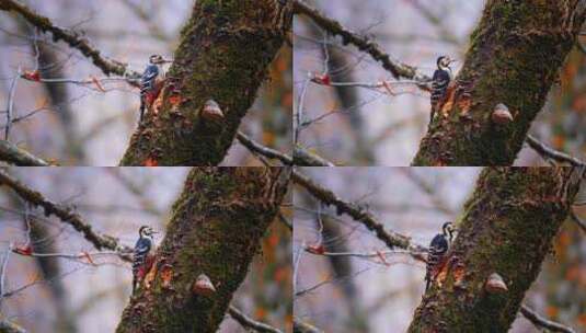 在树上觅食的啄木鸟高清在线视频素材下载