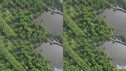 杭州临安青山湖水上森林水杉林高清在线视频素材下载