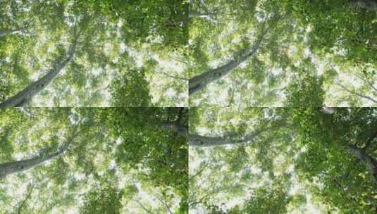 梧桐树在阳光下的绿色高清在线视频素材下载