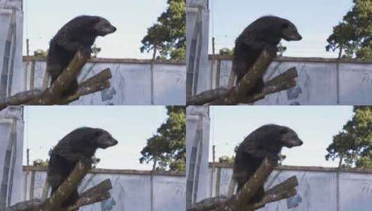 Binturong（熊猫）坐在树枝上探索野生动物园的围栏高清在线视频素材下载