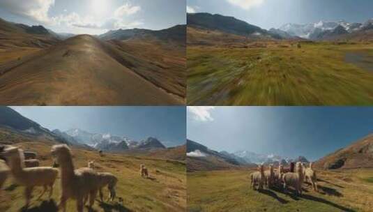 FPV航拍秘鲁驼羊羊驼原驼骆马高山草地蓝天高清在线视频素材下载