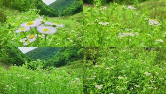 （有版权）4k野花花蕊一年蓬植物花朵高清在线视频素材下载