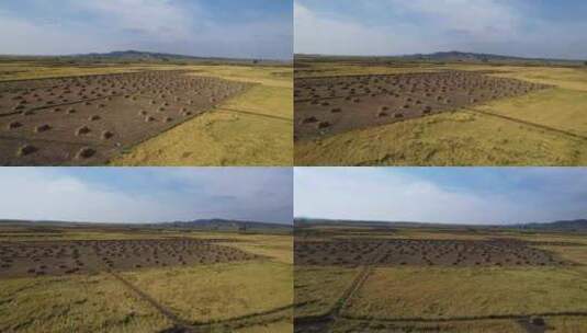 黑龙江北大荒五常秋收收割的水稻田航拍高清在线视频素材下载