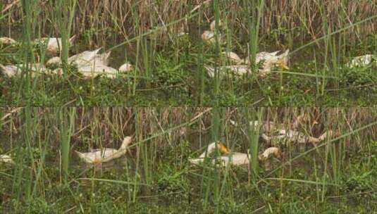 乡村土鸭散养鸭子在池塘觅食高清在线视频素材下载