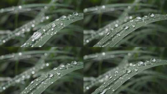 雨水滴落在植物上高清在线视频素材下载