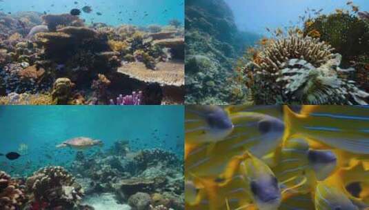 海南三亚潜水海底世界旅游风景小丑鱼高清在线视频素材下载
