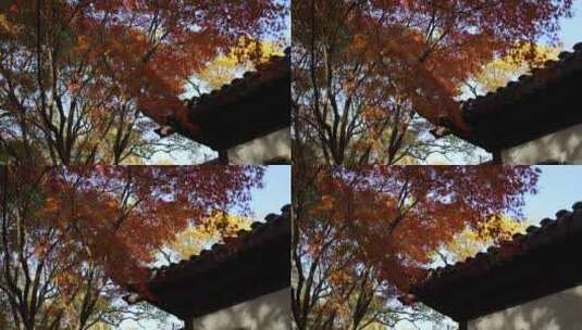 秋天江南古风建筑旁色彩鲜艳的枫叶高清在线视频素材下载