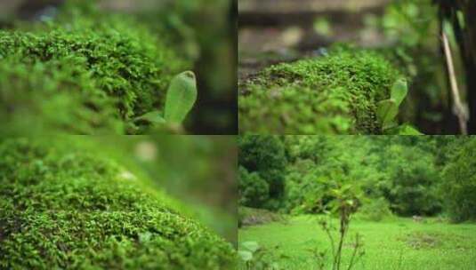 大森林微观植物大自然微距绿色生态稀有物种高清在线视频素材下载
