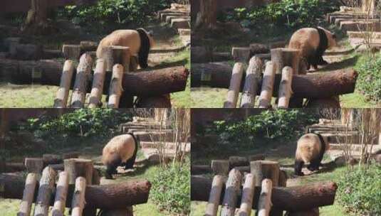 国宝大熊猫实拍高清在线视频素材下载