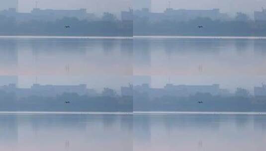 杭州余杭南湖城市湿地白鹭栖息生态环境风光高清在线视频素材下载