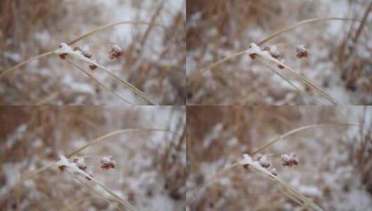 冬季雪花飘落到植物上的雪景高清在线视频素材下载