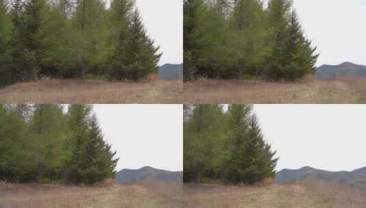 山坡上的松树林高清在线视频素材下载