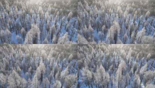 航拍雪原阳光树林雾凇高清在线视频素材下载
