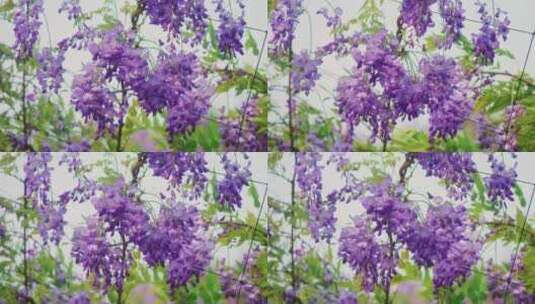 随风摇曳的春天花朵紫藤花高清在线视频素材下载