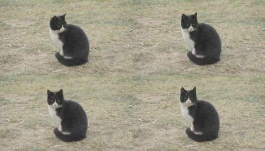 黑猫在草地上休息打盹坐着高清在线视频素材下载