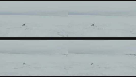 茫茫雪原上的一匹蒙古马高清在线视频素材下载