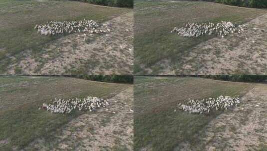 新疆羊群高清在线视频素材下载