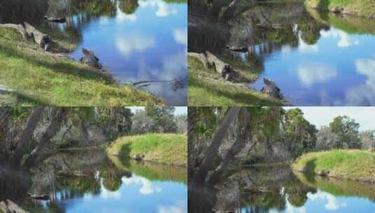 美国佛罗里达州淡水湖岸上休息的美洲短吻鳄高清在线视频素材下载