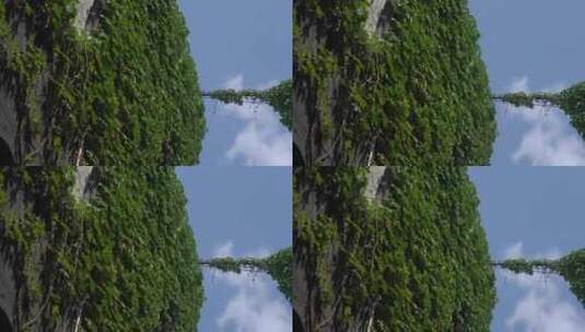 爬山虎 地锦 绿植 绿色 藤高清在线视频素材下载