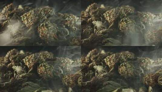 合法医疗大麻吸食杂草活动娱乐药物大麻收获高清在线视频素材下载