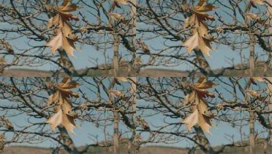 树干上枯黄的梧桐树叶高清在线视频素材下载