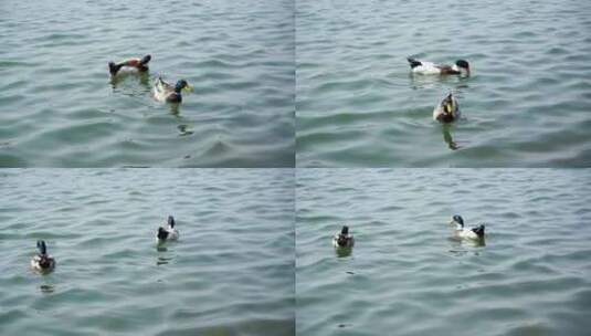 春天在湖水中嬉戏游泳的鸭子高清在线视频素材下载