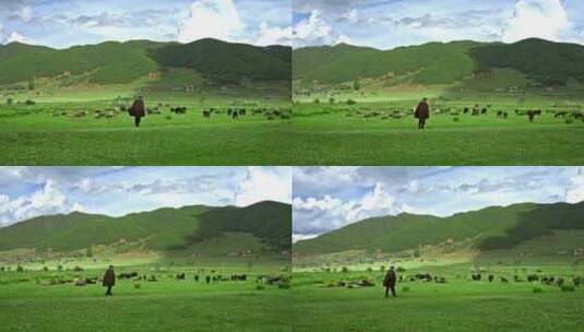旅游宣传大草原牛羊高清在线视频素材下载