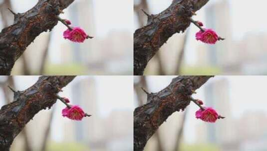 盛开的红梅花朵绽放高清在线视频素材下载