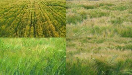 麦田小麦麦穗农业绿色丰收田野粮食丰收高清在线视频素材下载