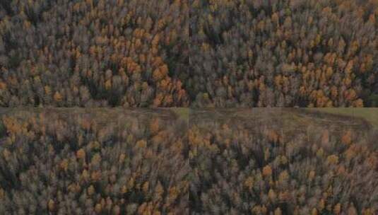 4k鸟瞰秋天的森林高清在线视频素材下载