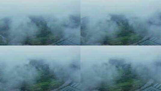 云雾缭绕茶园高清在线视频素材下载