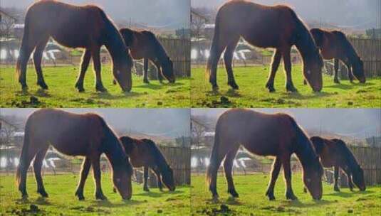 农村草地上吃草的马高清在线视频素材下载