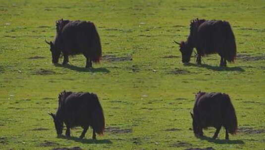 祁连山草原上的牦牛群高清在线视频素材下载