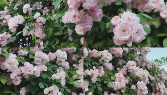 蔷薇花丛高清在线视频素材下载