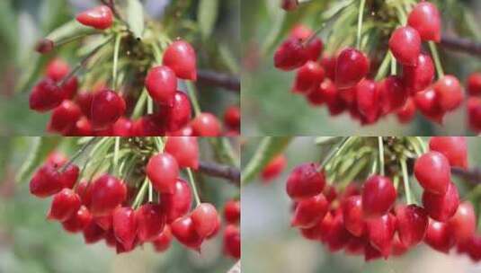 红色的有机大樱桃高清在线视频素材下载