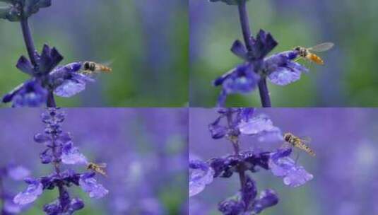 蜜蜂采蜜授粉 盛开紫色薰衣草花海高清在线视频素材下载