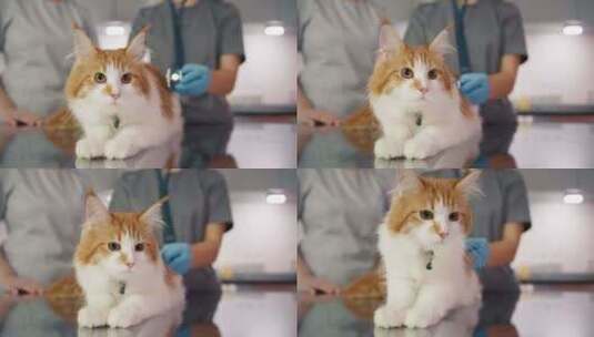 女兽医医生在动物医院用听诊器检查猫高清在线视频素材下载