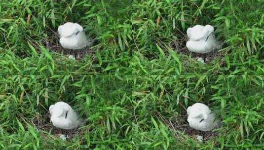 生态保护区白鹭孵化高清在线视频素材下载