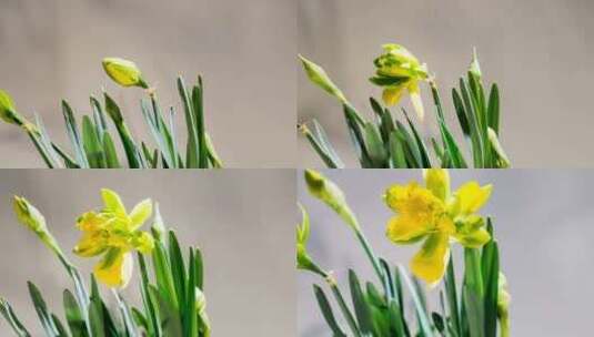 水仙花开放它们的花朵高清在线视频素材下载