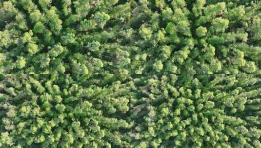 森林俯拍树林航拍森林风吹树林微风吹松树林高清在线视频素材下载