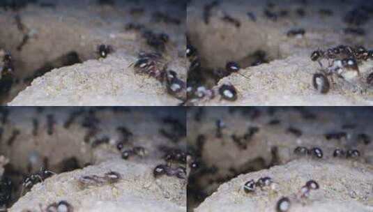 动物昆虫蚂蚁在土壤10高清在线视频素材下载