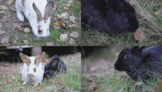 4K实拍兔子/兔子吃草/公园小动物高清在线视频素材下载