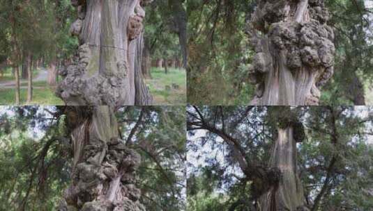 古老柏树文物树木高清在线视频素材下载