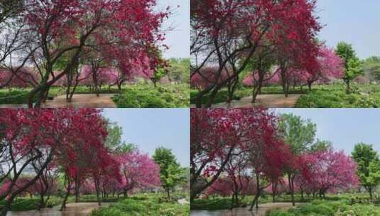 春天洛阳隋唐遗址植物园公园内樱花开放高清在线视频素材下载
