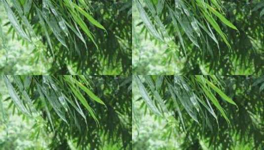 竹叶雨水下雨雨滴高清在线视频素材下载