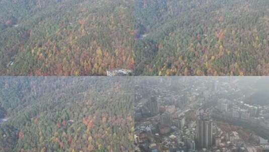 秋天枯黄树枝树叶植物森林城市秋天高清在线视频素材下载